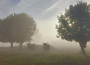 Una imagen de ganado de la IGP Ternera de Navarra - Nafarroako Aratxea participa en el concurso fotográfico "Conocer Navarra" de Diario de Navarra. 